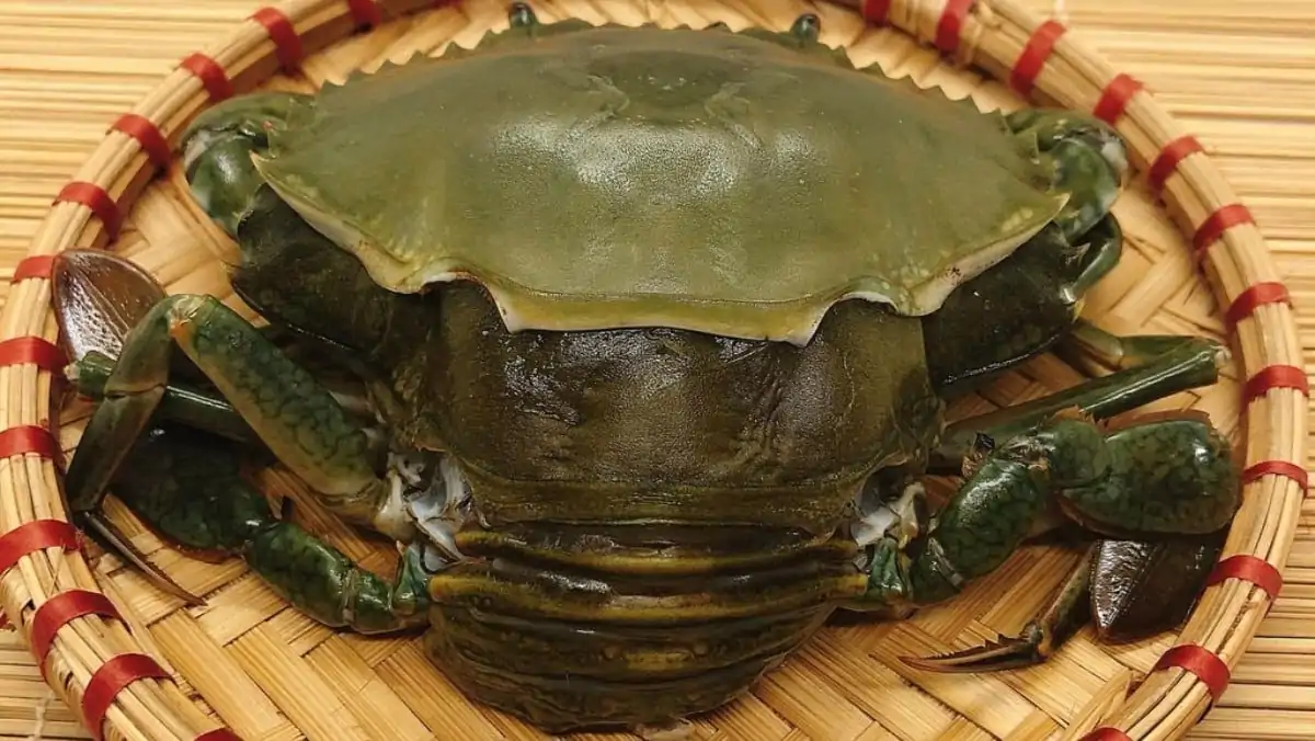 Cua cốm