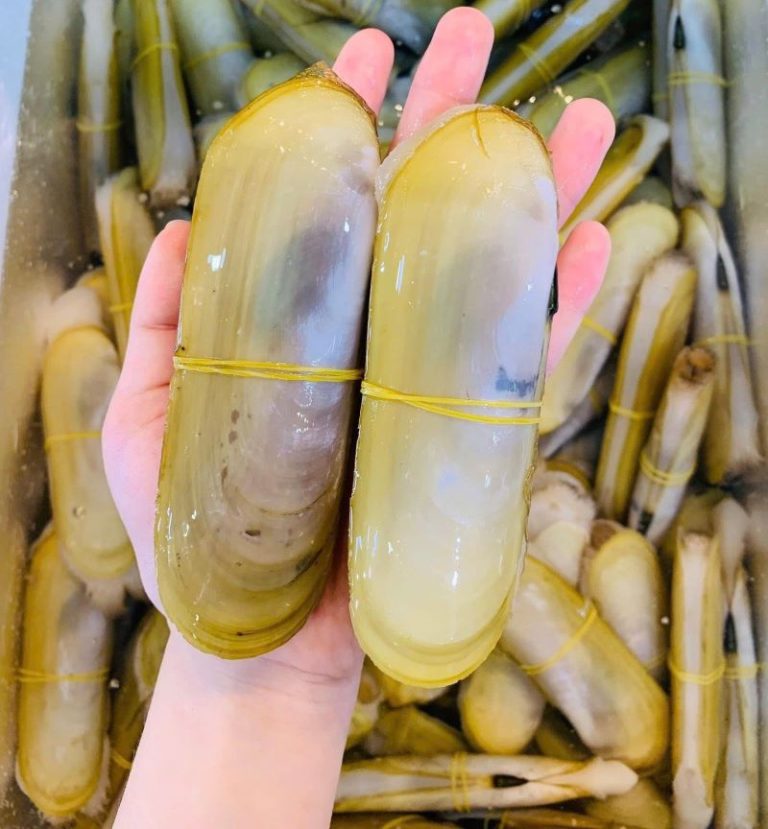 Ốc móng chân tươi sống