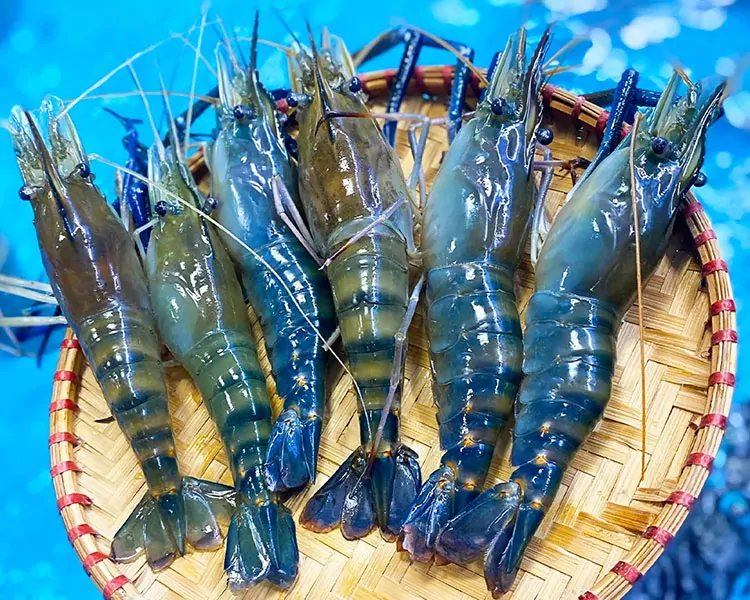 Tôm càng xanh