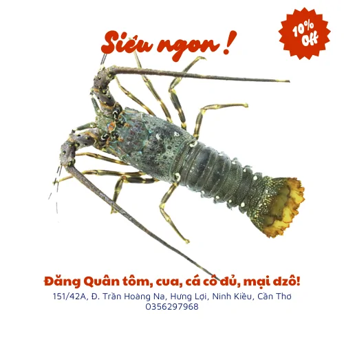 Tôm hùm xanh