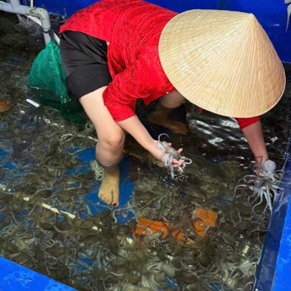 bạch tuộc tươi ngon