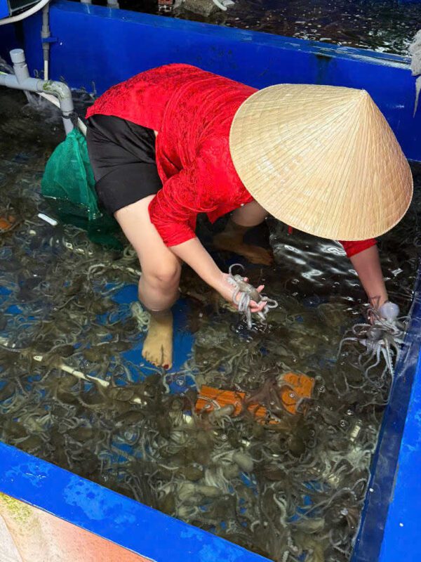 bạch tuộc tươi ngon