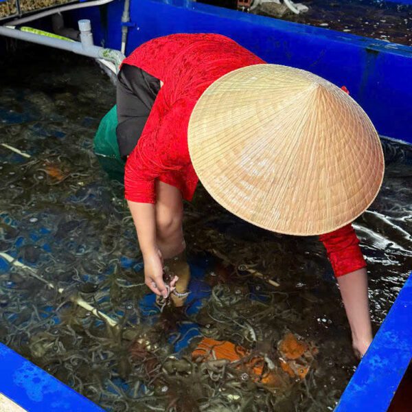 bạch tuộc tươi ngon Đăng Quân