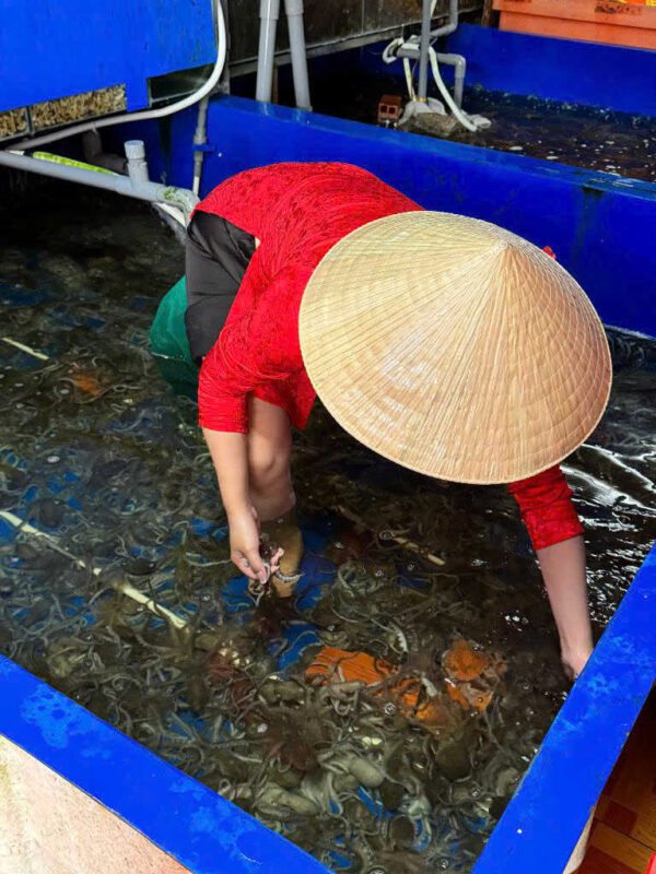 bạch tuộc tươi ngon Đăng Quân