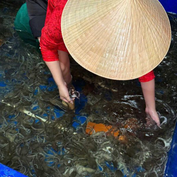 bạch tuộc tươi Đăng Quân