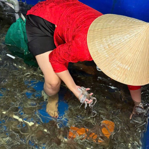 bạch tuộc hải sản Đăng Quân tươi