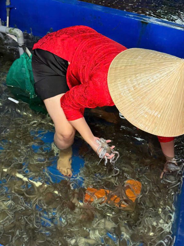 bạch tuộc hải sản Đăng Quân tươi