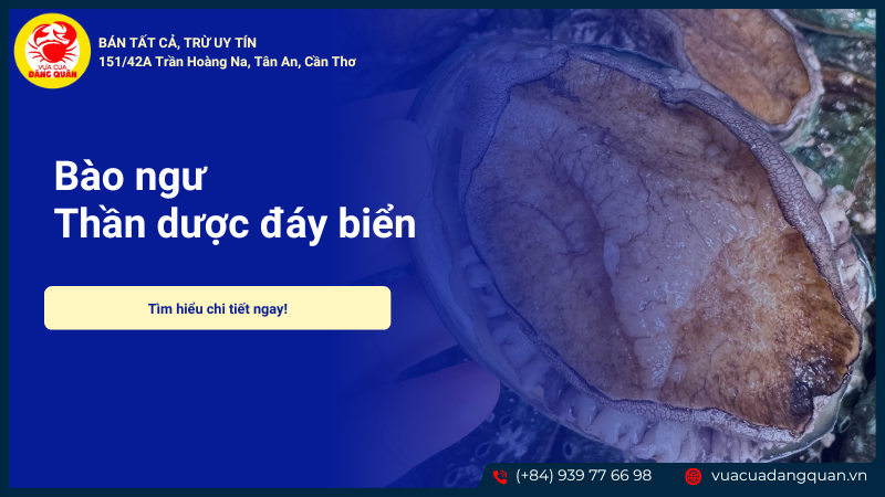 Bào ngư tươi sống Bào ngư tươi sống