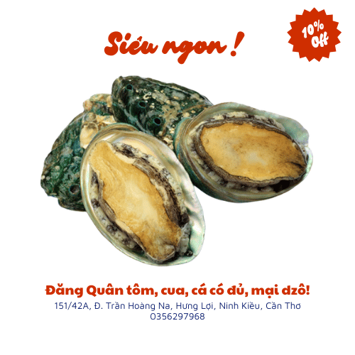 Bào ngư sống