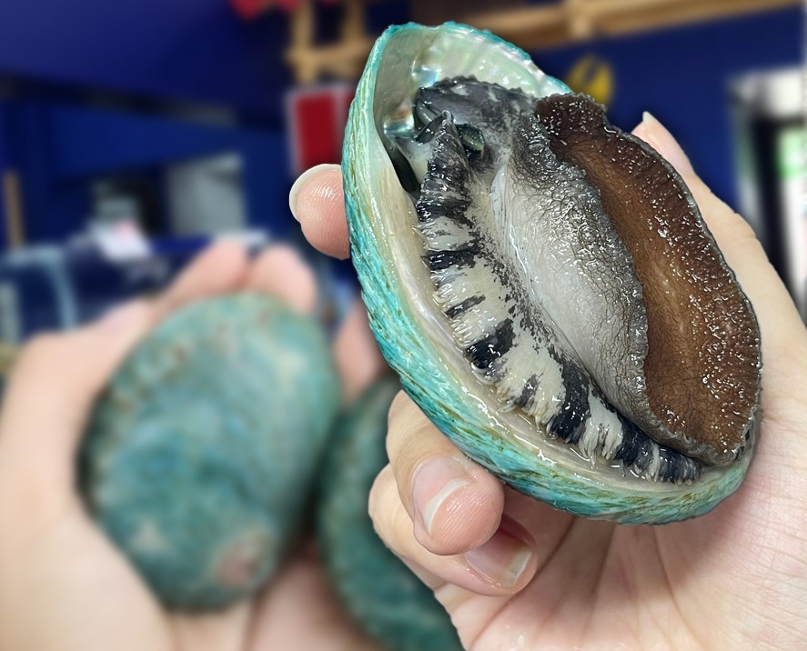 Bào ngư Úc Ngọc Bích