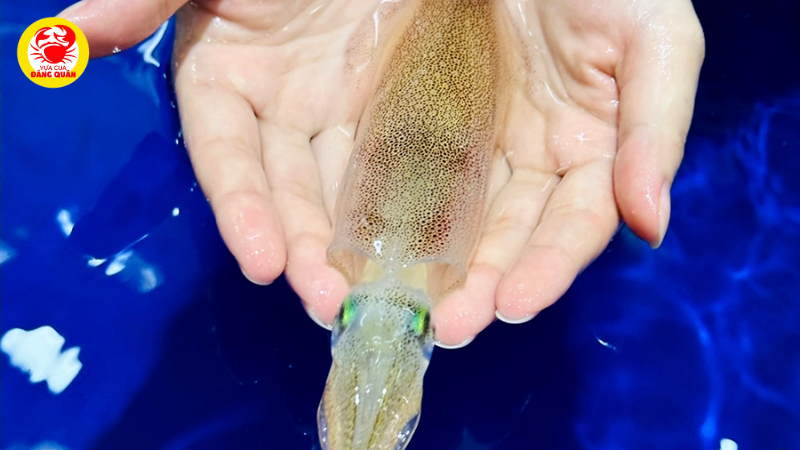 Bí quyết chọn mua mực ống tươi ngon như chuyên gia Bí quyết chọn mua mực ống tươi ngon như chuyên gia