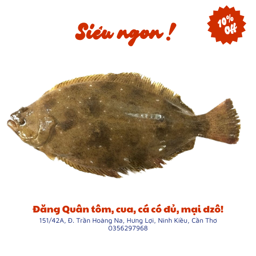 Cá bơn