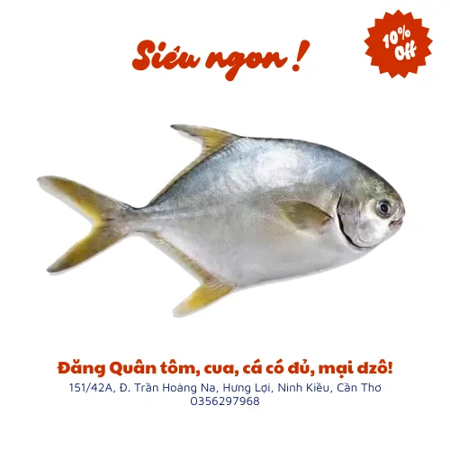 Cá chim tươi sống chất lượng