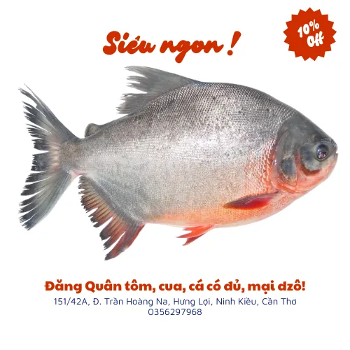 Cá chim