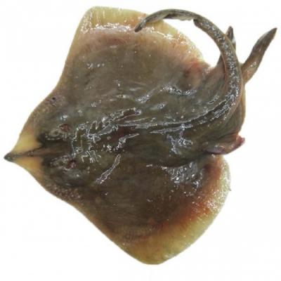 Cá đuối
