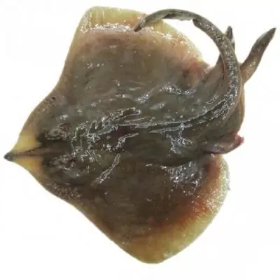 Cá đuối