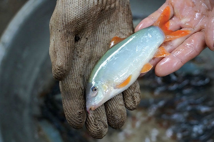 Cá heo nước ngọt
