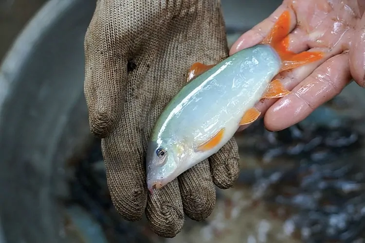 Cá heo nước ngọt