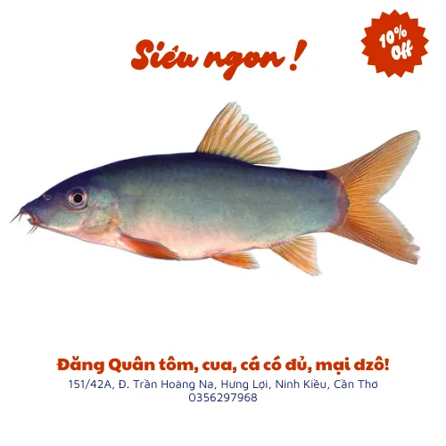 Cá heo