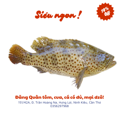 Cá mú