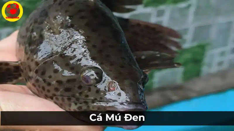 Cá mú đen: Các loại cá mú phổ biến và đặc điểm.
