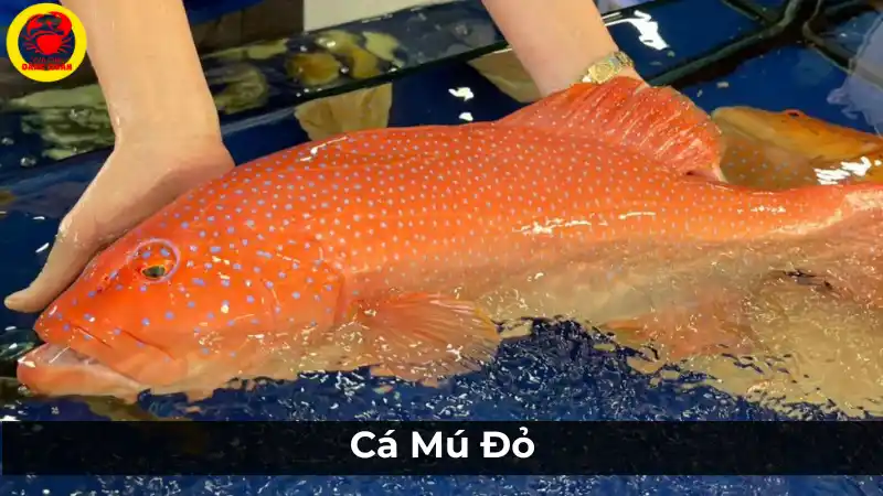 Cá mú đỏ: Các loại cá mú phổ biến và đặc điểm.