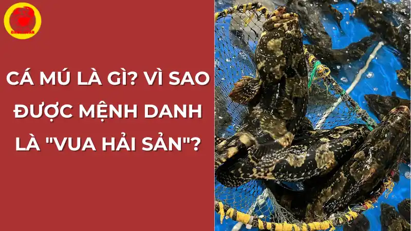 Cá mú là gì? Vì sao được mệnh danh là "vua hải sản"?