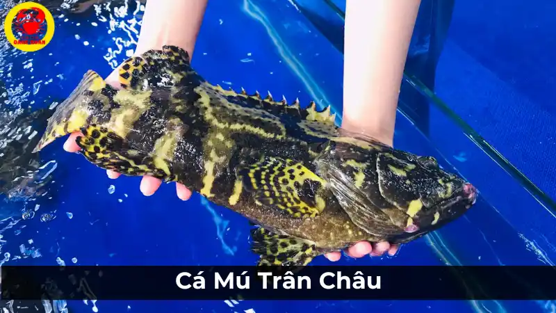 Cá mú trân châu: Các loại cá mú phổ biến và đặc điểm.