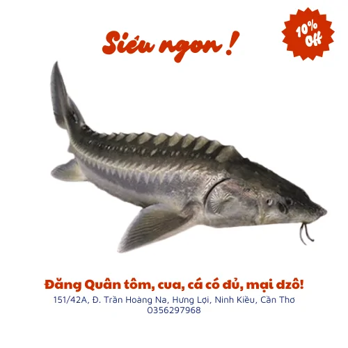 Cá tầm