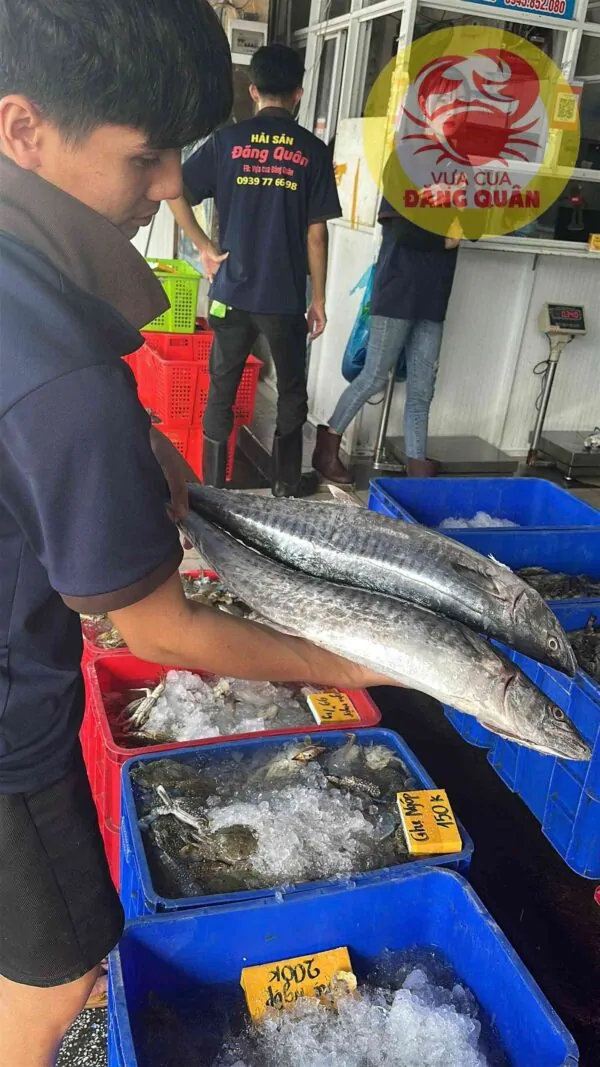 Bắt cá thu nguyên con
