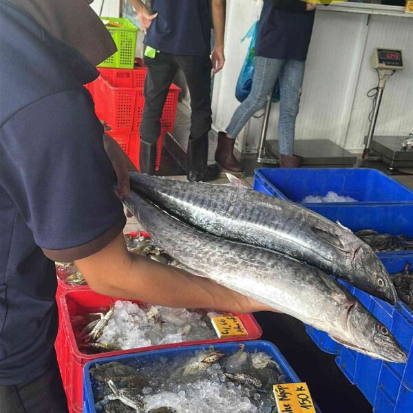 Bắt cá thu nguyên con