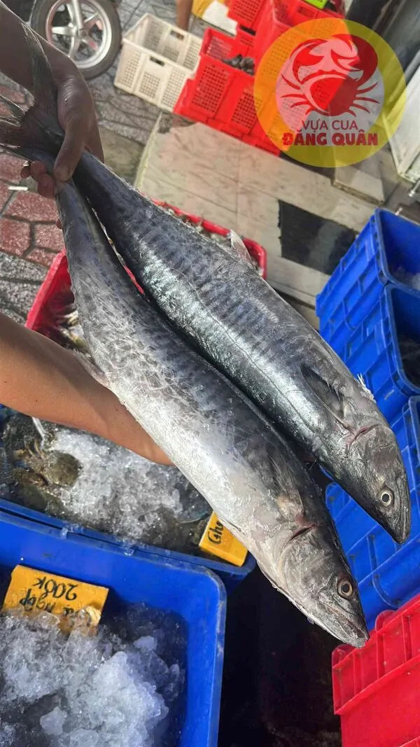 Giá cá thu tại Cần Thơ