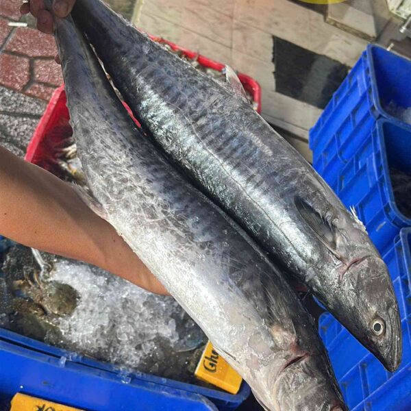 Giá cá thu tại Cần Thơ