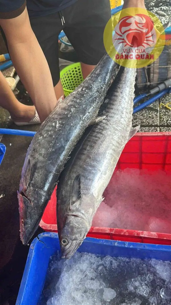 Cá thu giá tốt