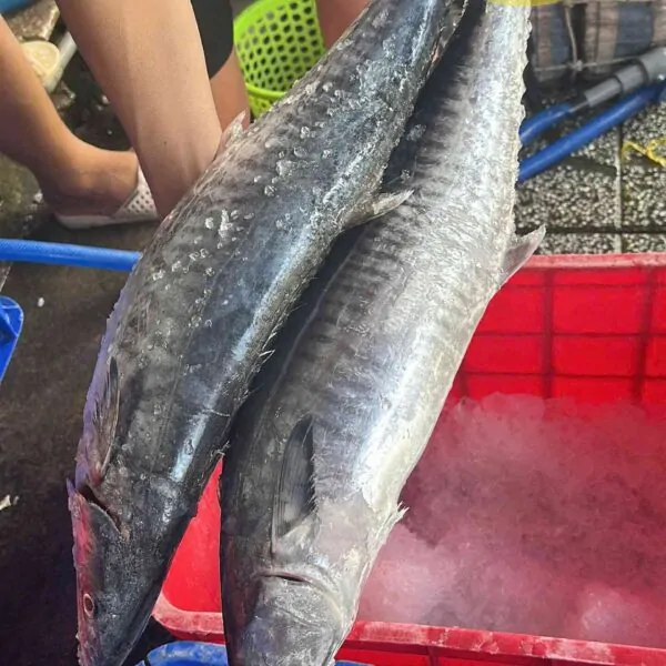 Cá thu giá tốt
