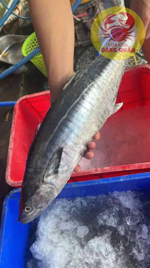 Cá thu tươi ngon