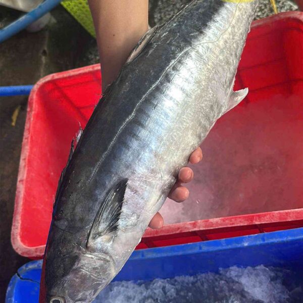 Cá thu tươi ngon