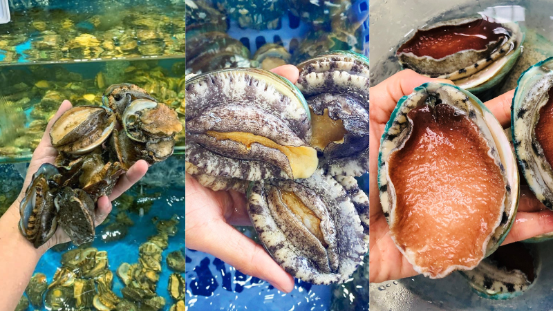 Các loại bào ngư phổ biến hiện nay Các loại bào ngư phổ biến hiện nay