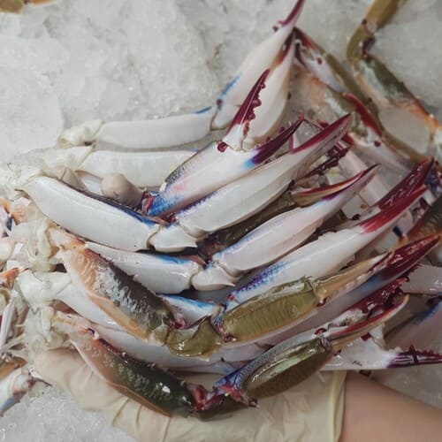 Càng ghẹ Càng ghẹ