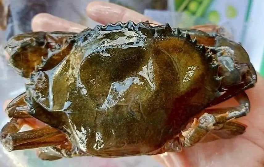 Cua cốm lột