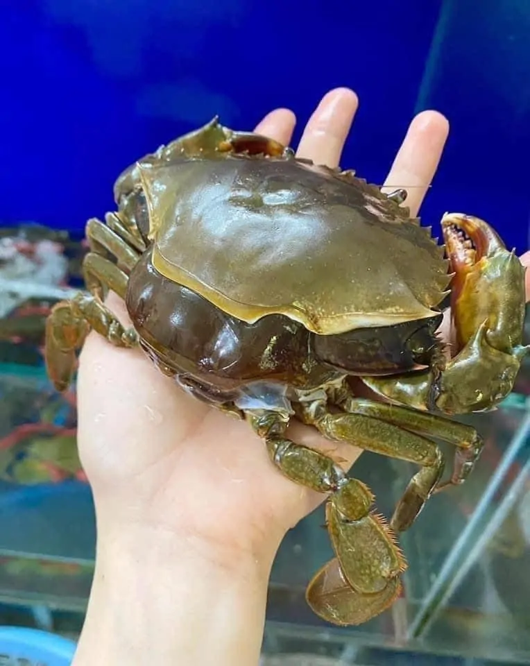 Cua cốm rịu