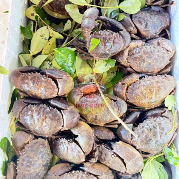 Cua đá tươi sống mỗi ngày