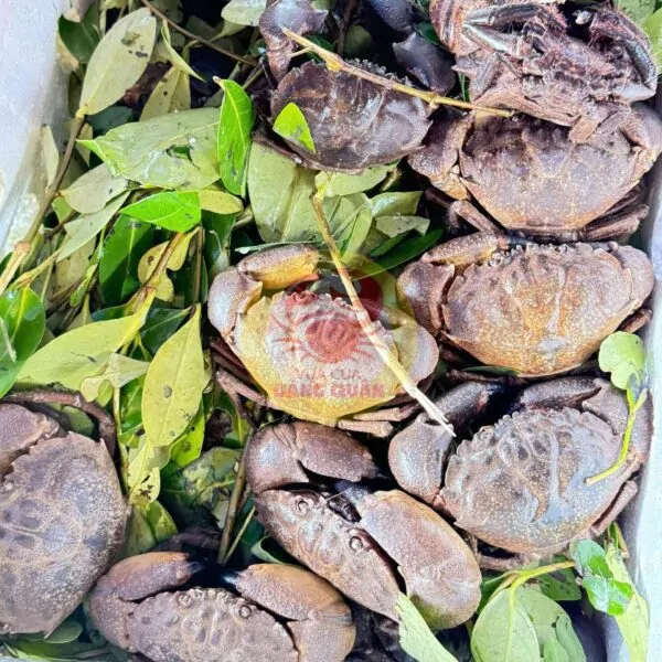 Cua đá