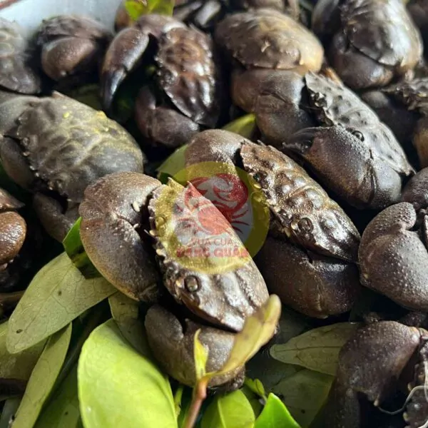 cua đá