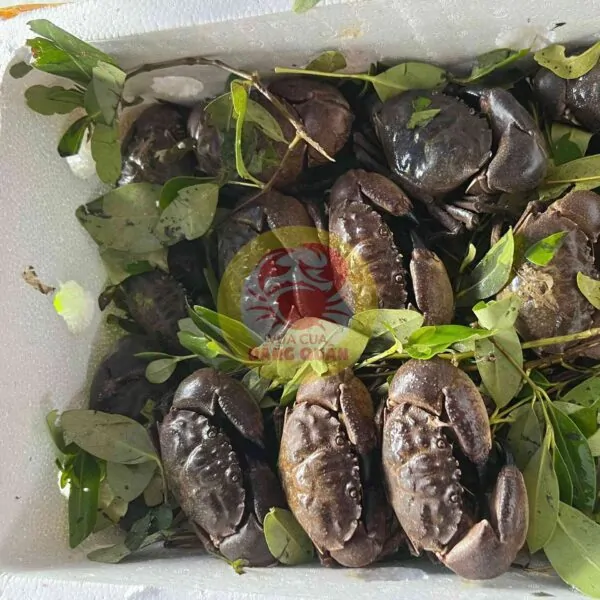 cua đá