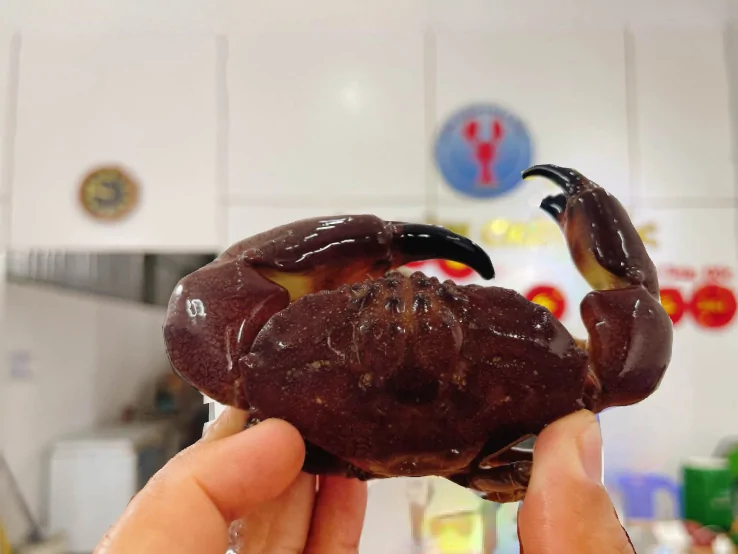 Cua đá đỏ