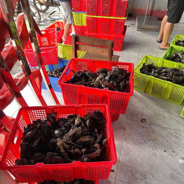 Cua zon tươi sống