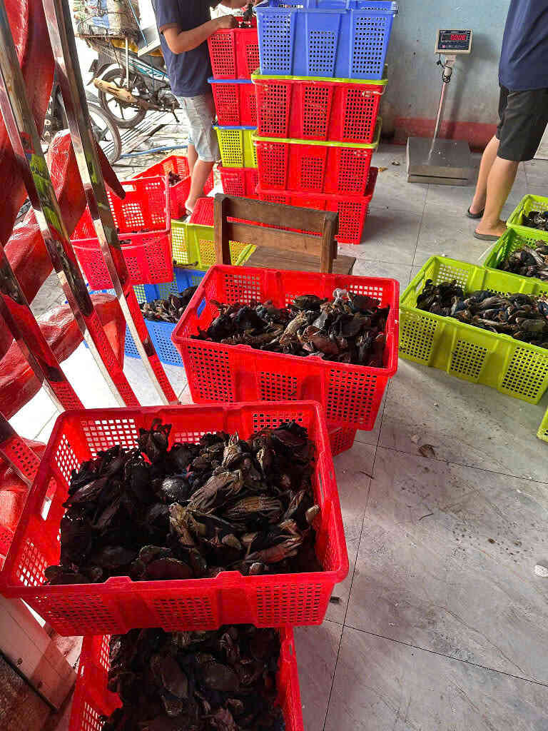 Cua zon tươi sống