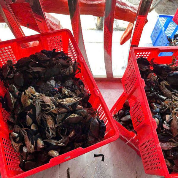 Cua zon tươi sống Đăng Quân