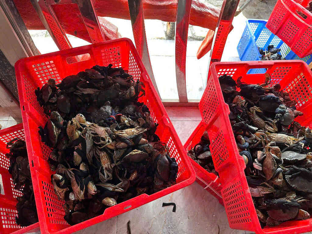 Cua zon tươi sống Đăng Quân